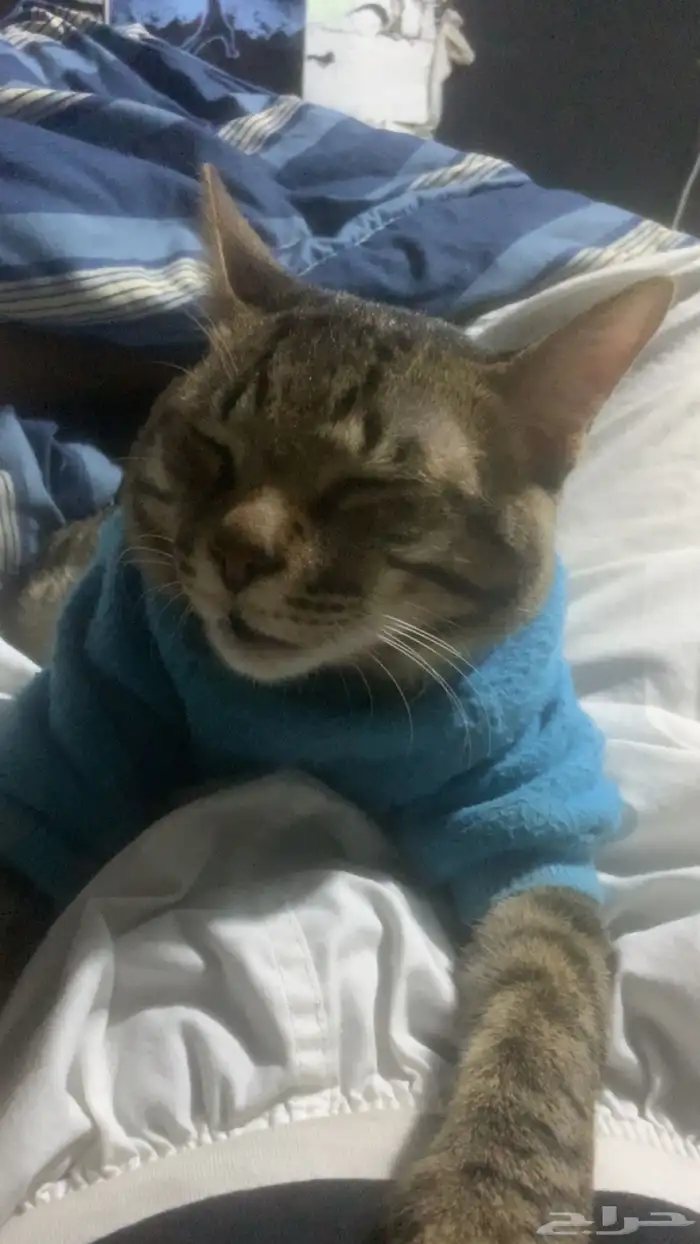 قطط للتبني 2