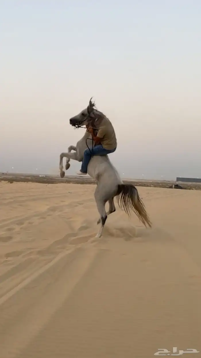 حصان شعبي للبيع 2