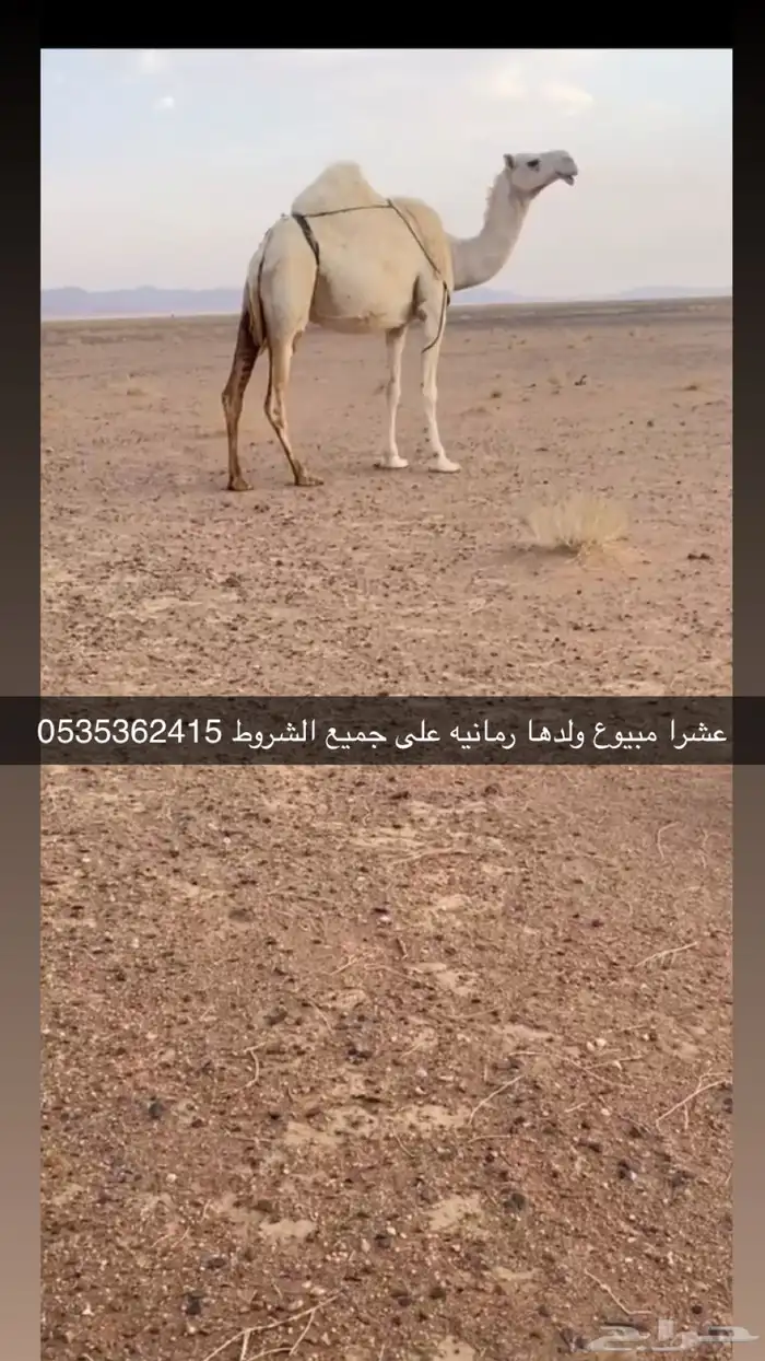 مواشي 0