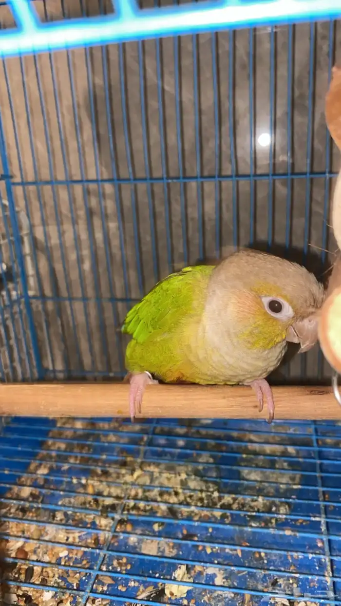 كنيور اناناس للبدل او البيع 1