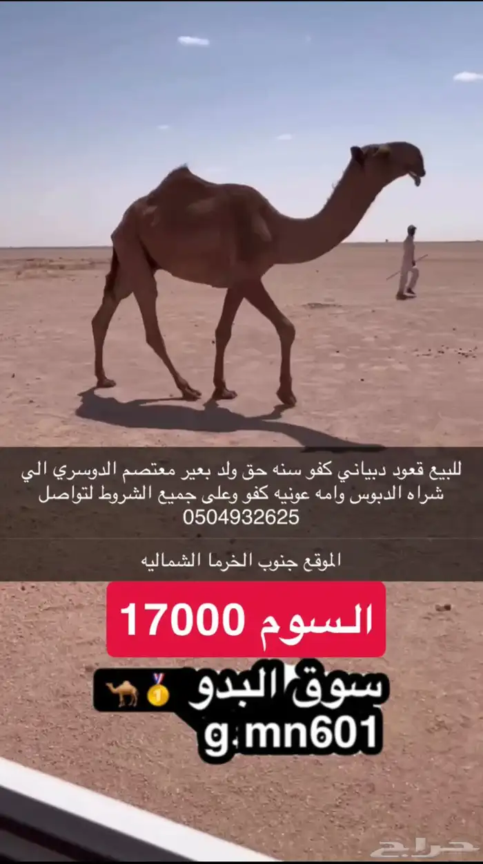 قعود كفو دبياني سنه حق 0