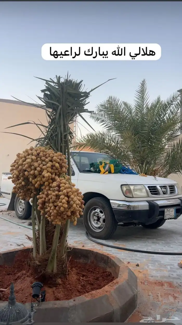 صقعي اللبيع 2
