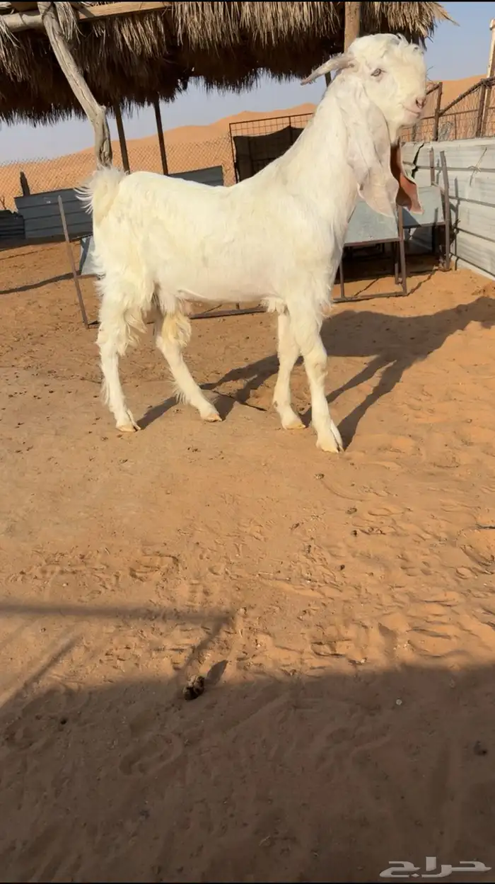 تم البيع 0