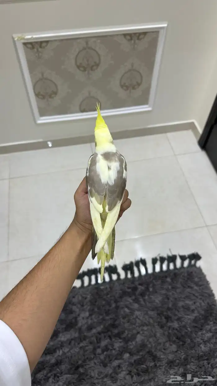 كروان اليف وهدد ( تم البيع) 1