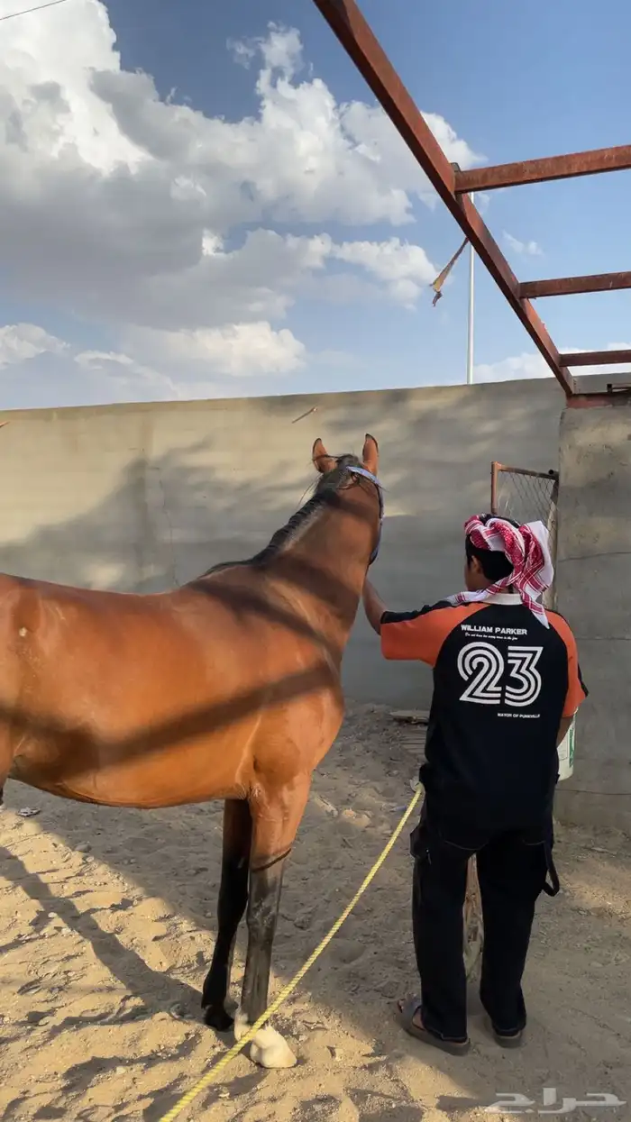 حصان شعبي 1