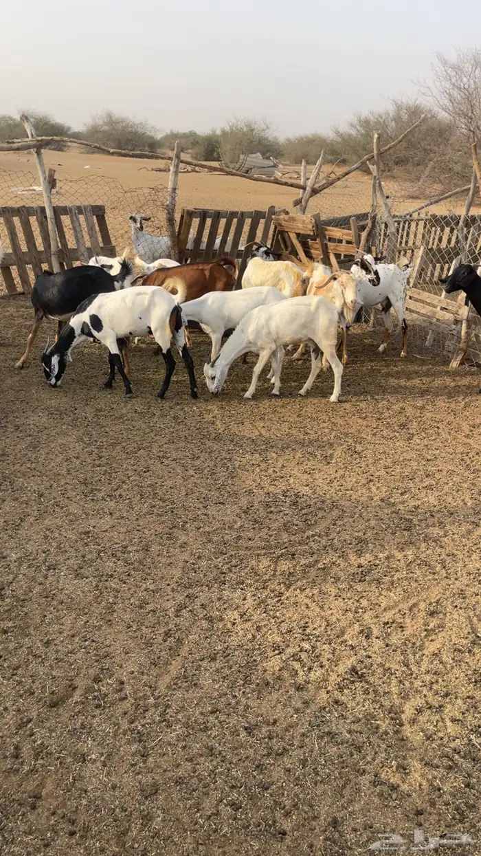 معزا للبيع 1