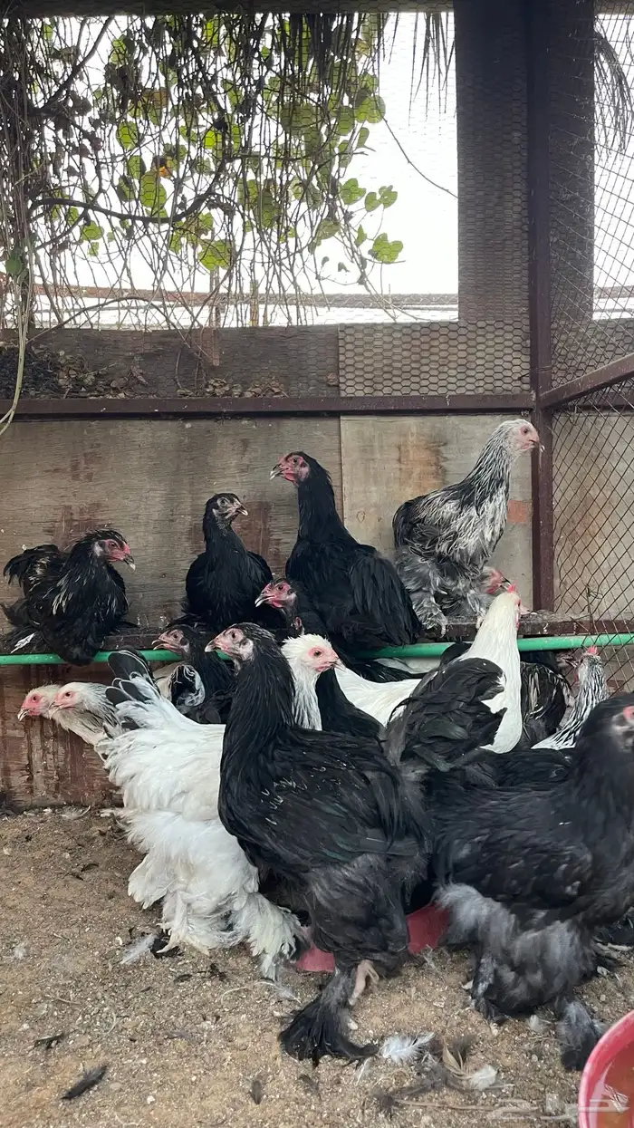 دجاج براهما 3