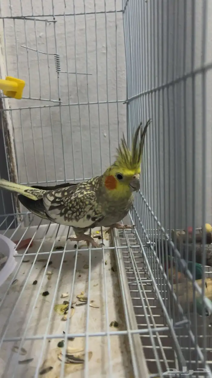 ببغاء كروات ذكرعمره 11 شهرماشالله صحته ممتازه جدا على السوم 0