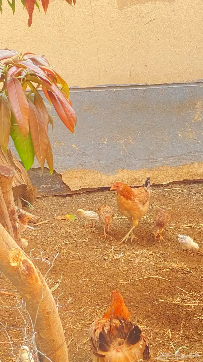 دجاج 2