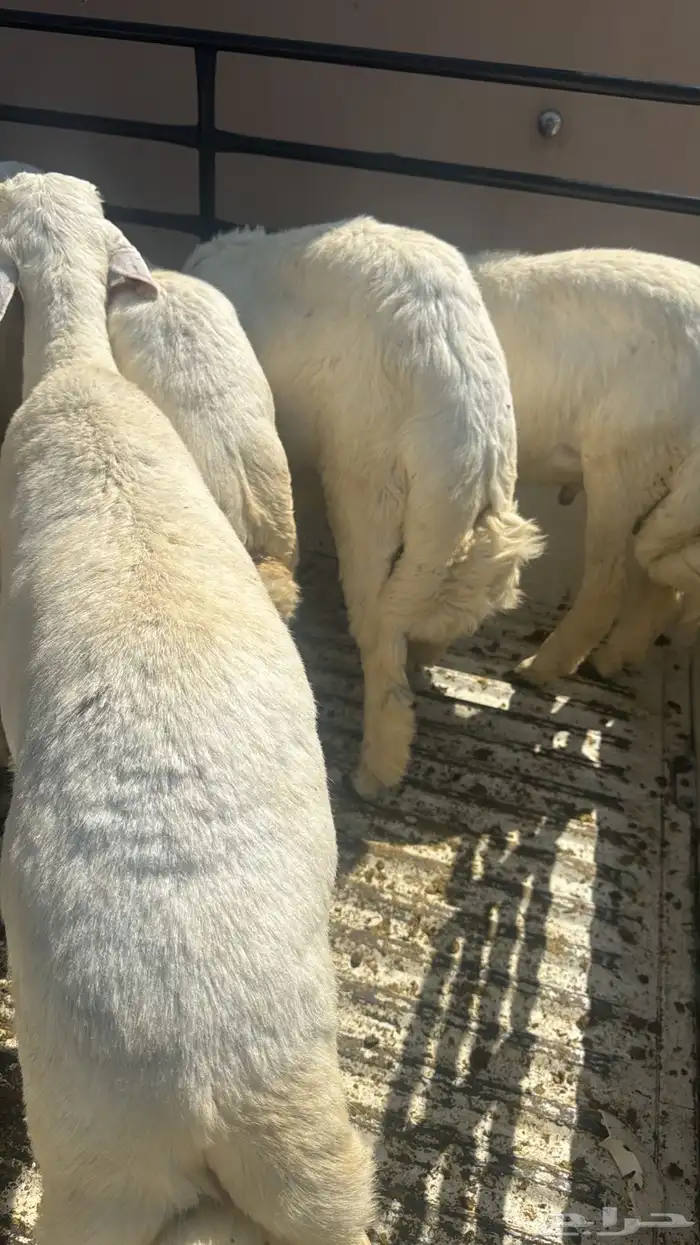 بهم ذبايح نظيف 2