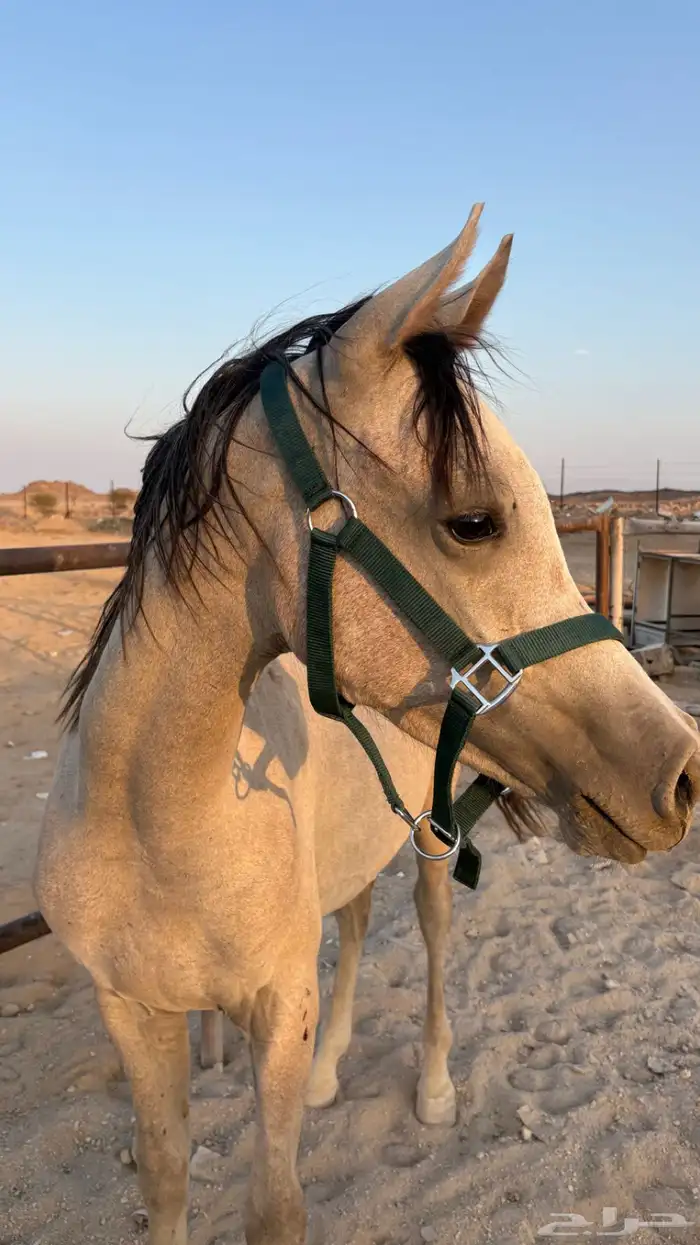 مهر للبيع اوراق للبيع 2