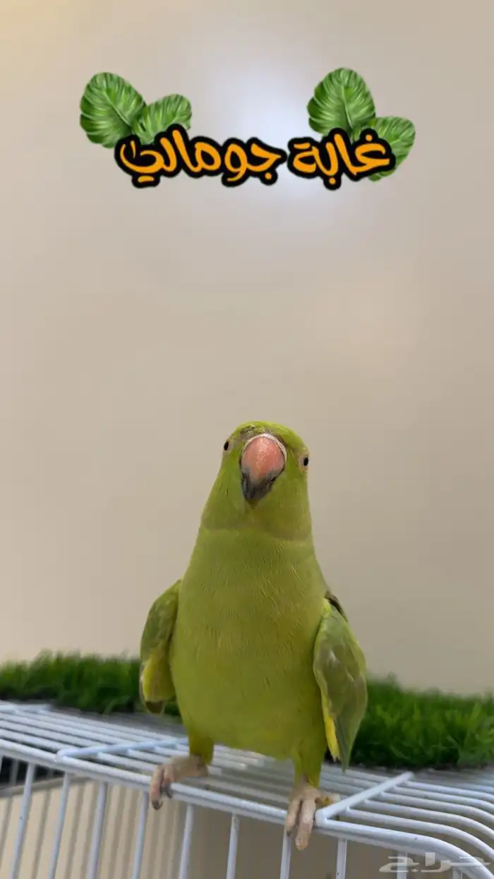 ببغاء دره هندي متكلم ( يوجد تابي وتمارا ) 0