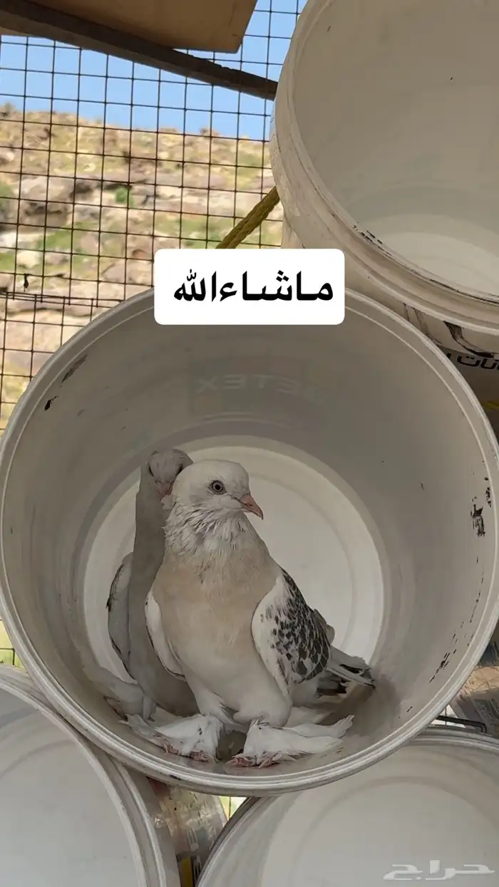 طبات جوز تركي 0