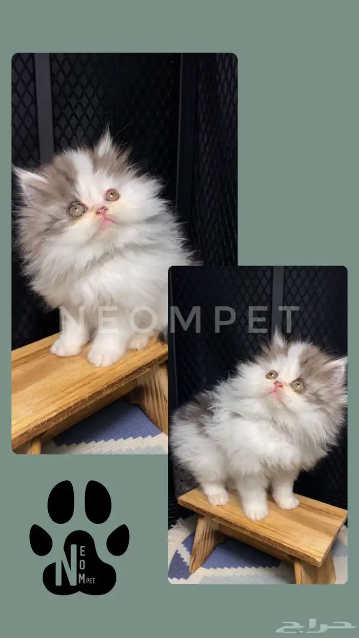 قطط للبيع المدينة كيتن بيكي فيس سكوتش فولد ستريت شيرازي قطه 3