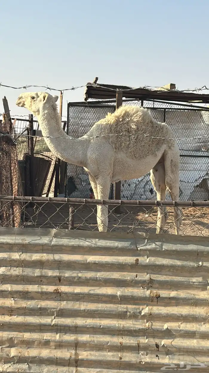 حاشي طيب عمره 6 شهور 0