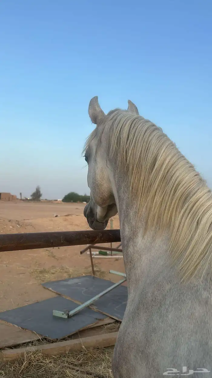 حصان واهو 1