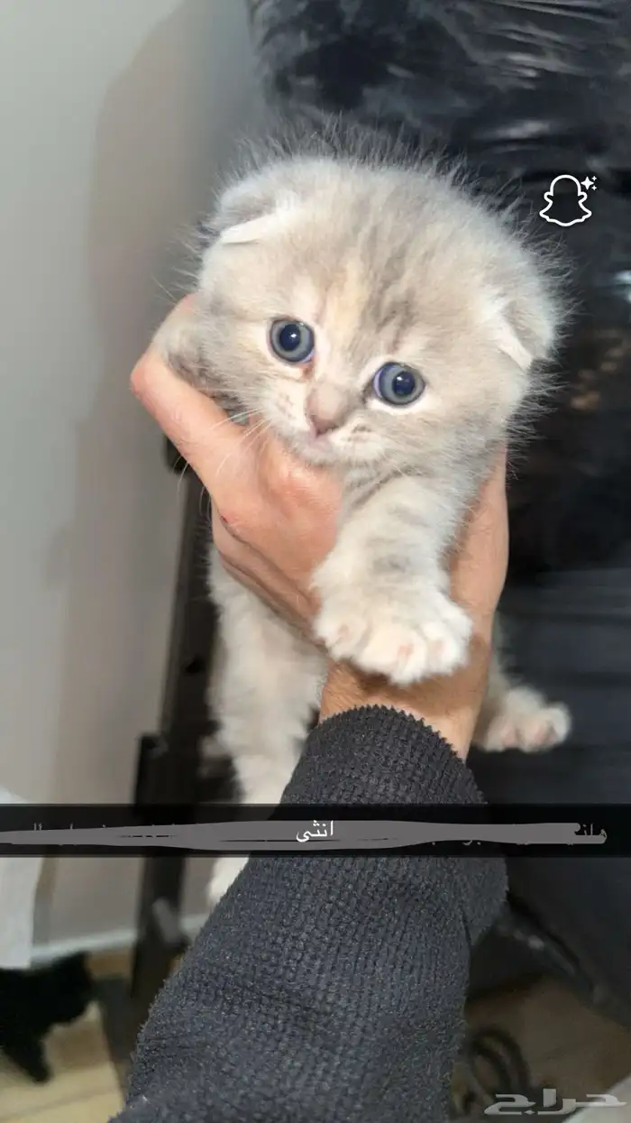 قطط للتبني 2
