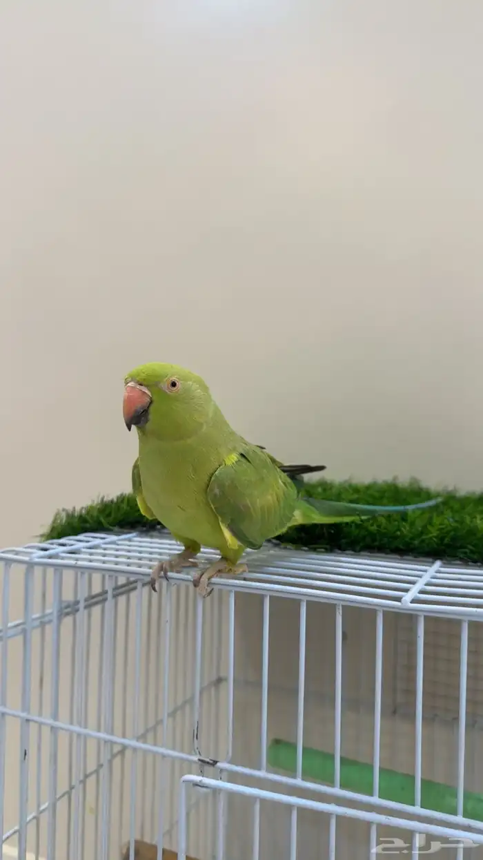 ببغاء دره هندي متكلم ( يوجد تابي وتمارا ) 9