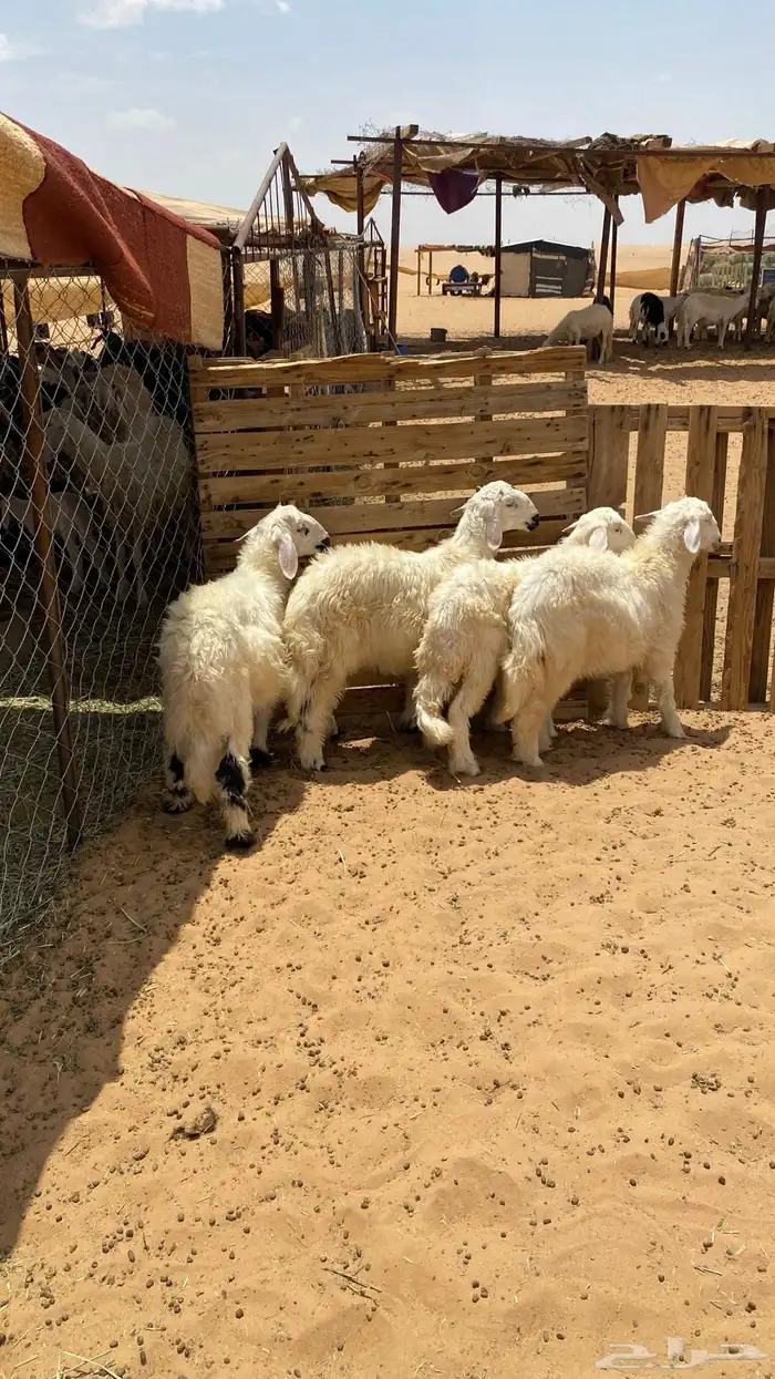 خروفين ورخلين 1