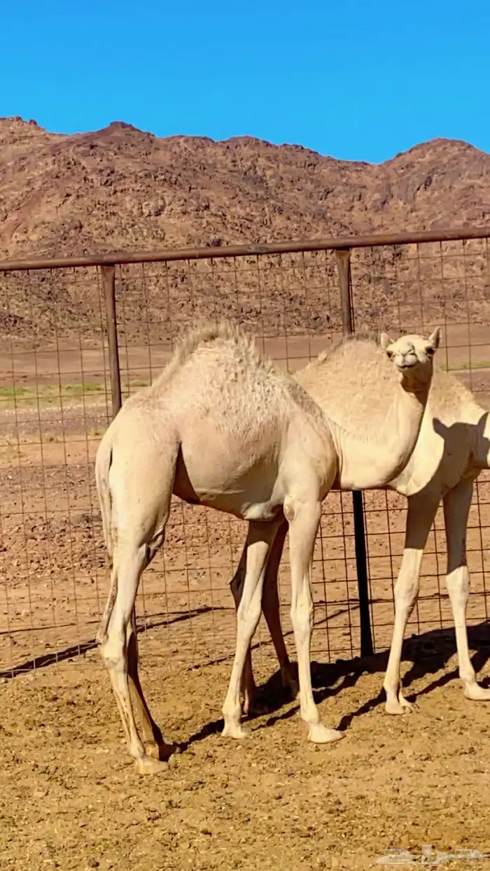 للبيع بكره 0