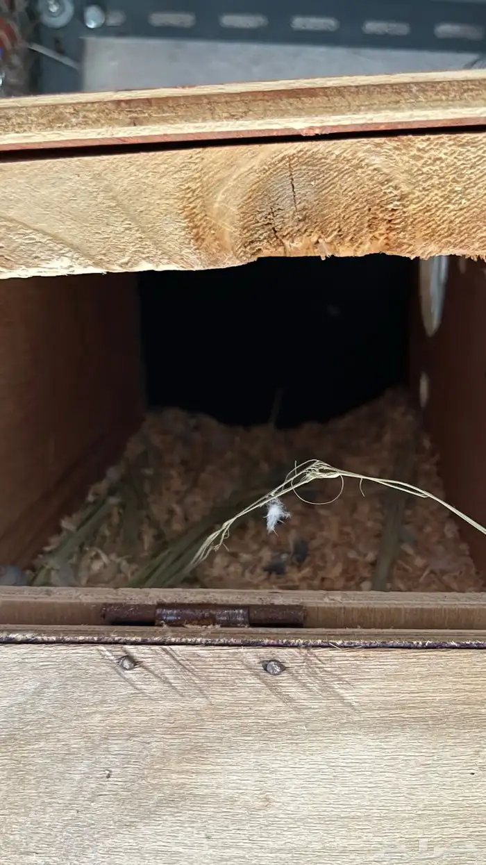 جوز روز محلل تم البيع 4