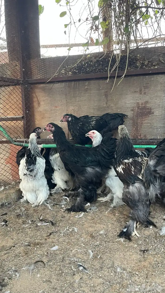 دجاج براهما 2