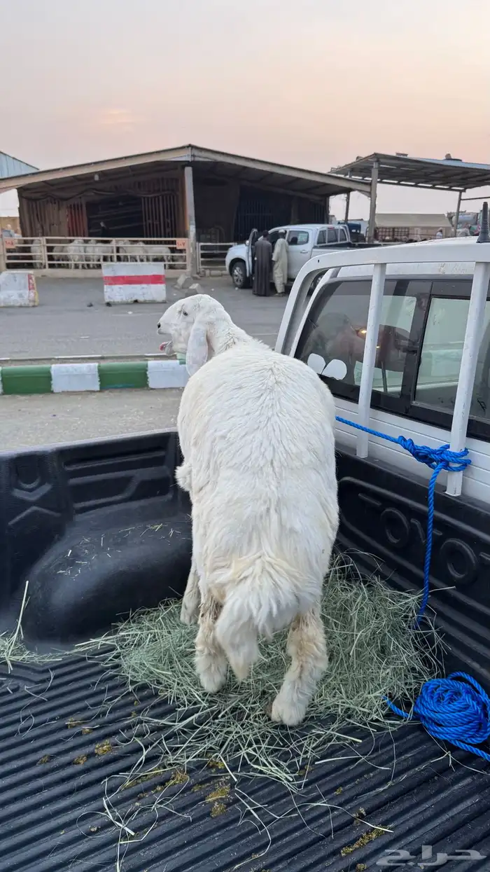 خروف كفو 2