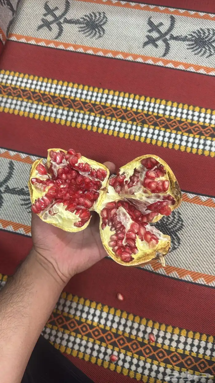 رمان جوف ال معمر 1