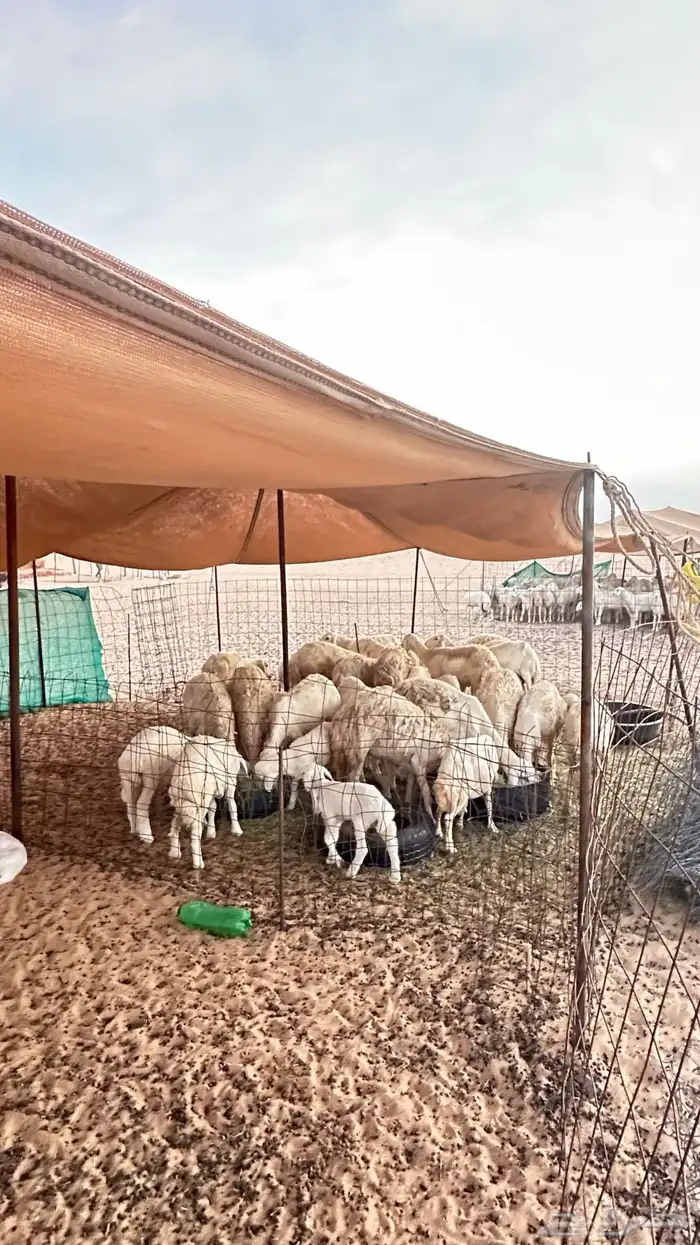 غنم حري 30 معها عشرين صغار سن 2