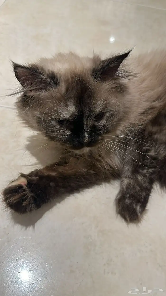 قطط جميله ومتدربه على الانش بوكس ومطيعه 0