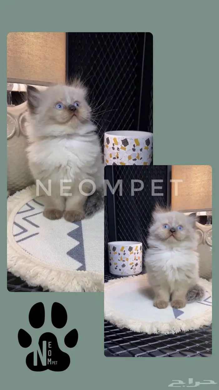 6 قطط للبيع هملايا شيرازي راغدول قطه بسه قطوه cat سكوتش بيكي 2