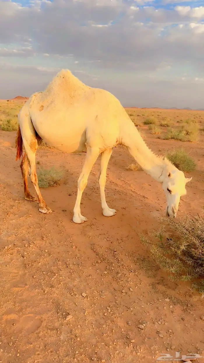 الموقع حايل طريق المدينه 1