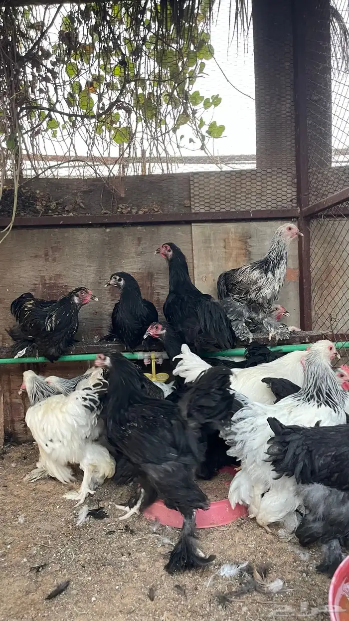 دجاج براهما 4