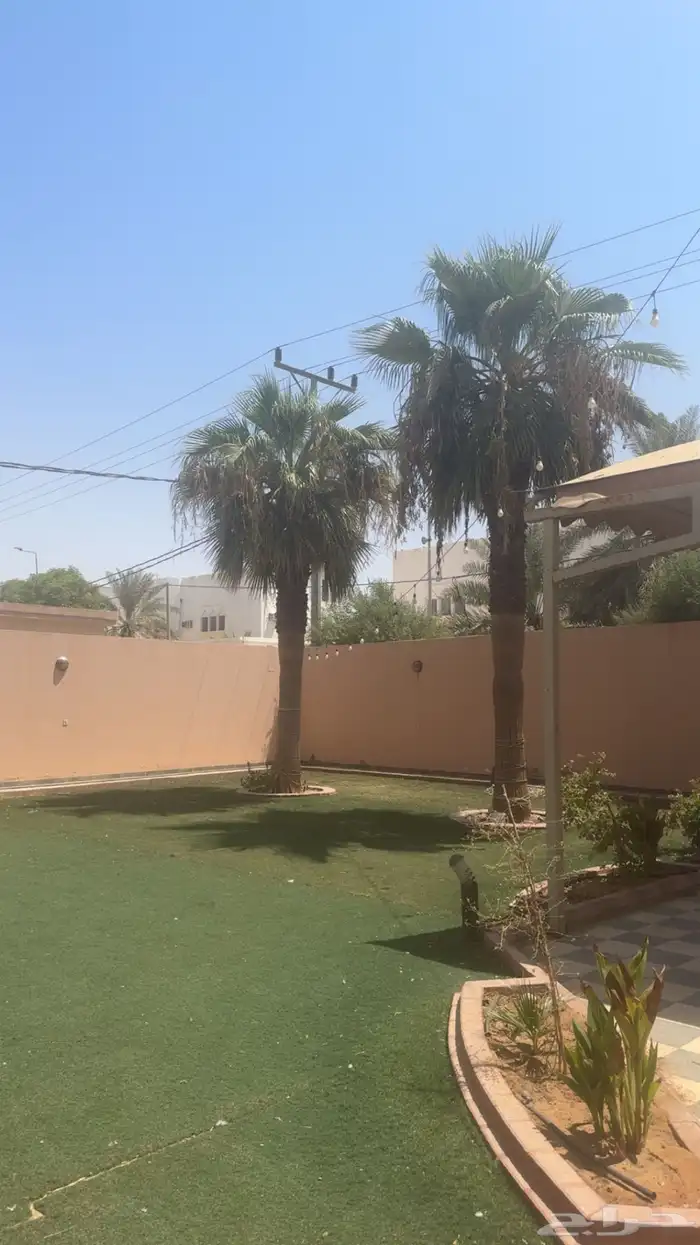 نخل امريكي 0