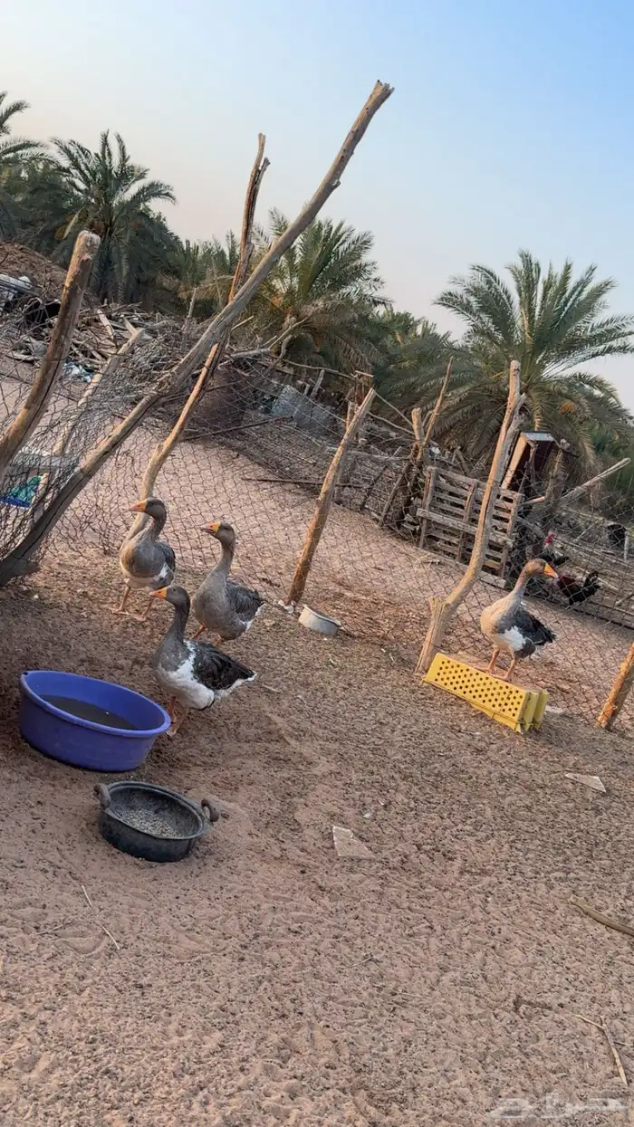 طيور وز بياض شرط 1