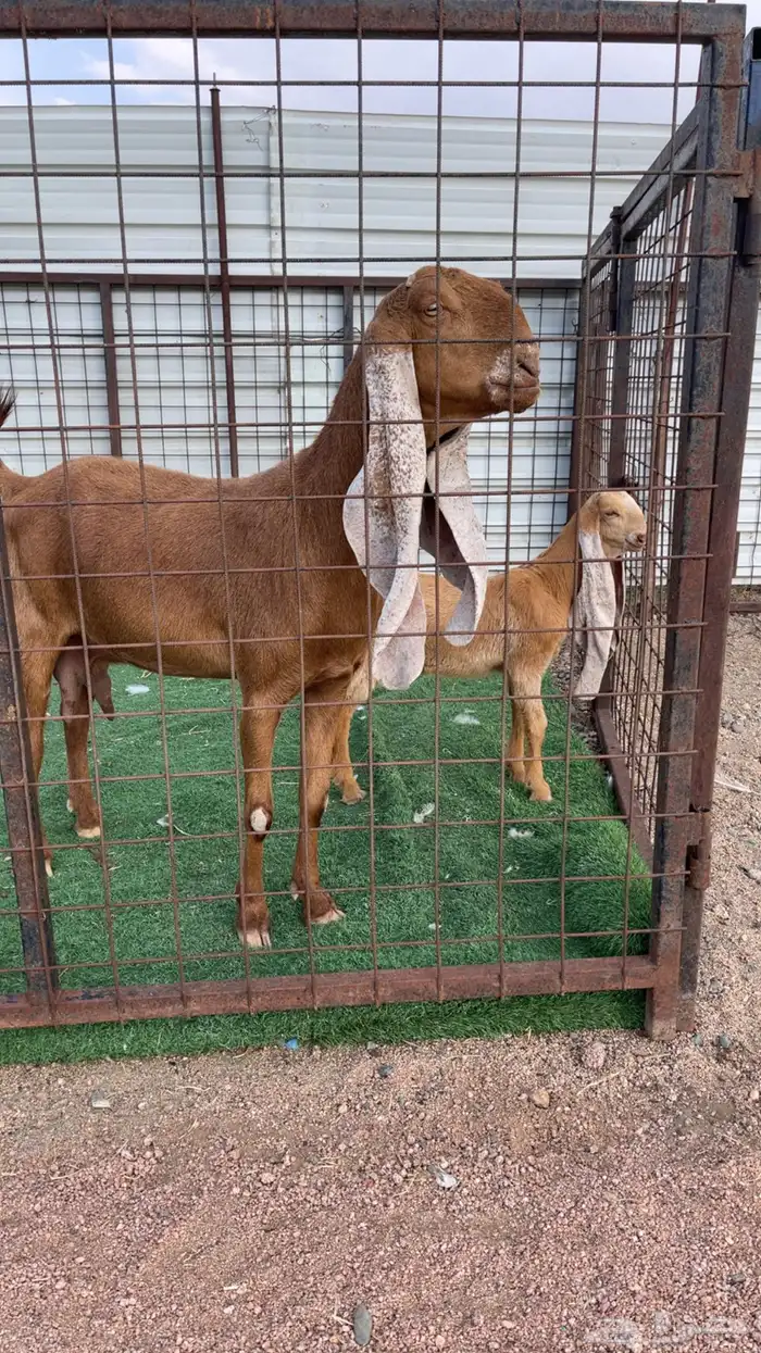 عنز هولنديه 0