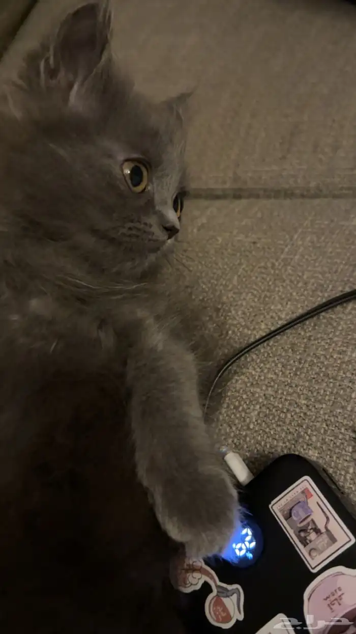 سكوتش استريت 3