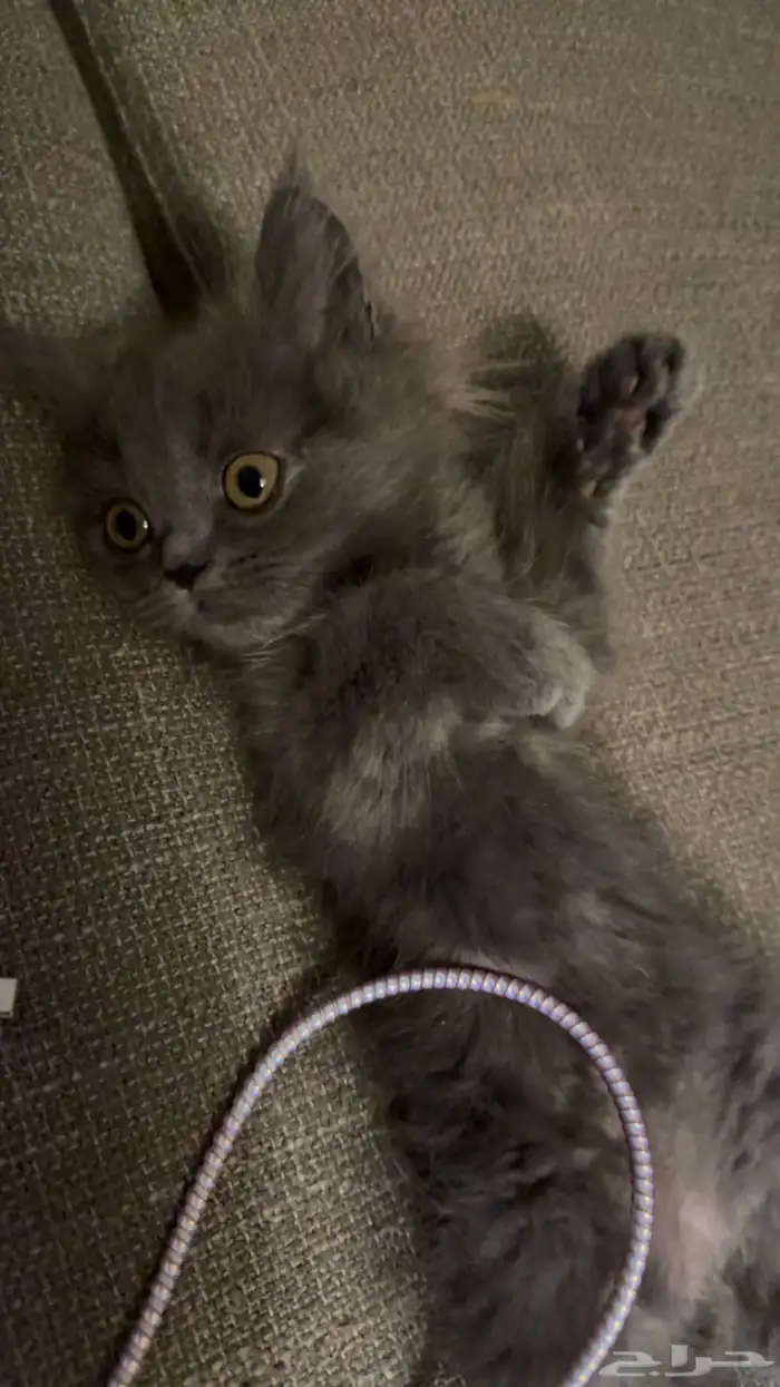 سكوتش استريت 2