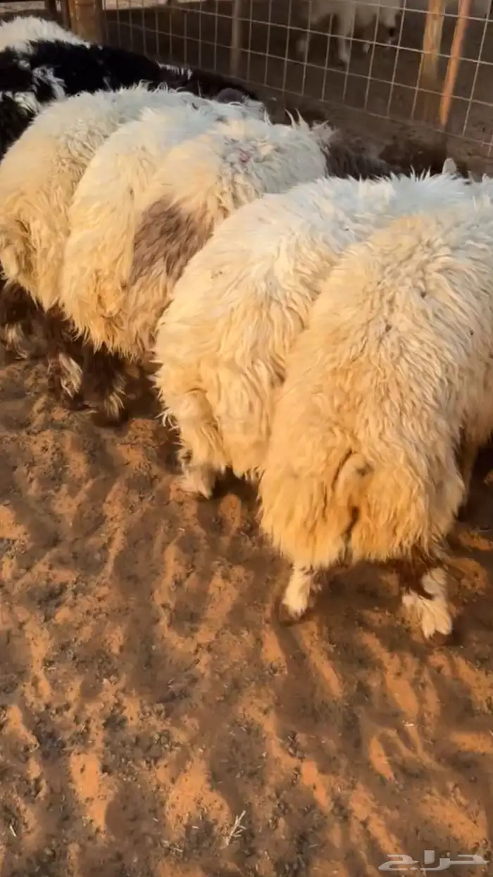 طليان نعيم كفو 1