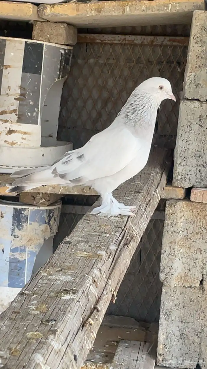 حمام تركي الوان جميلة 4