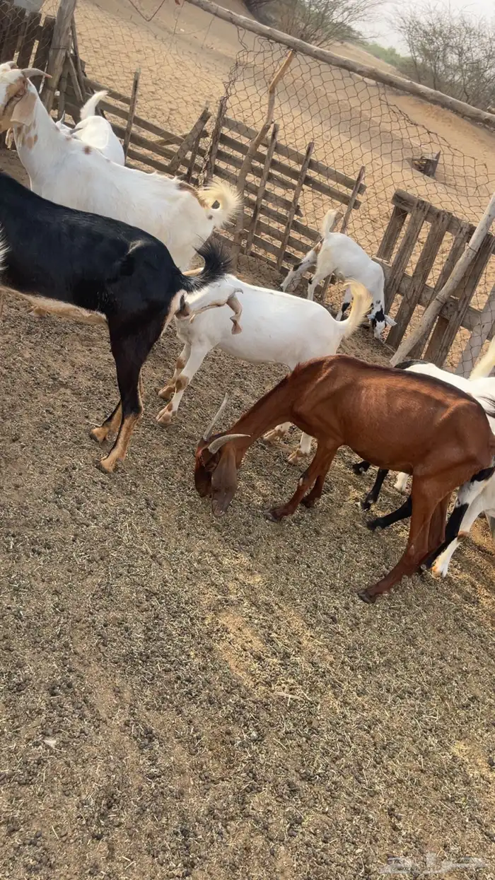 معزا للبيع 0