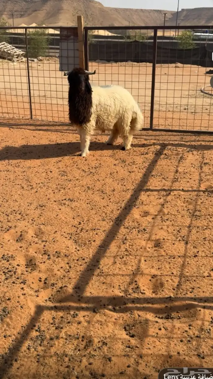 طليان نعيم كفو 0
