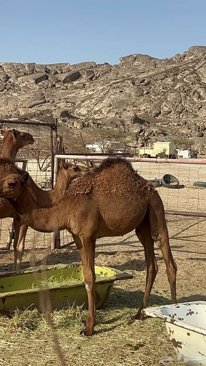 قعدان للبيع 1