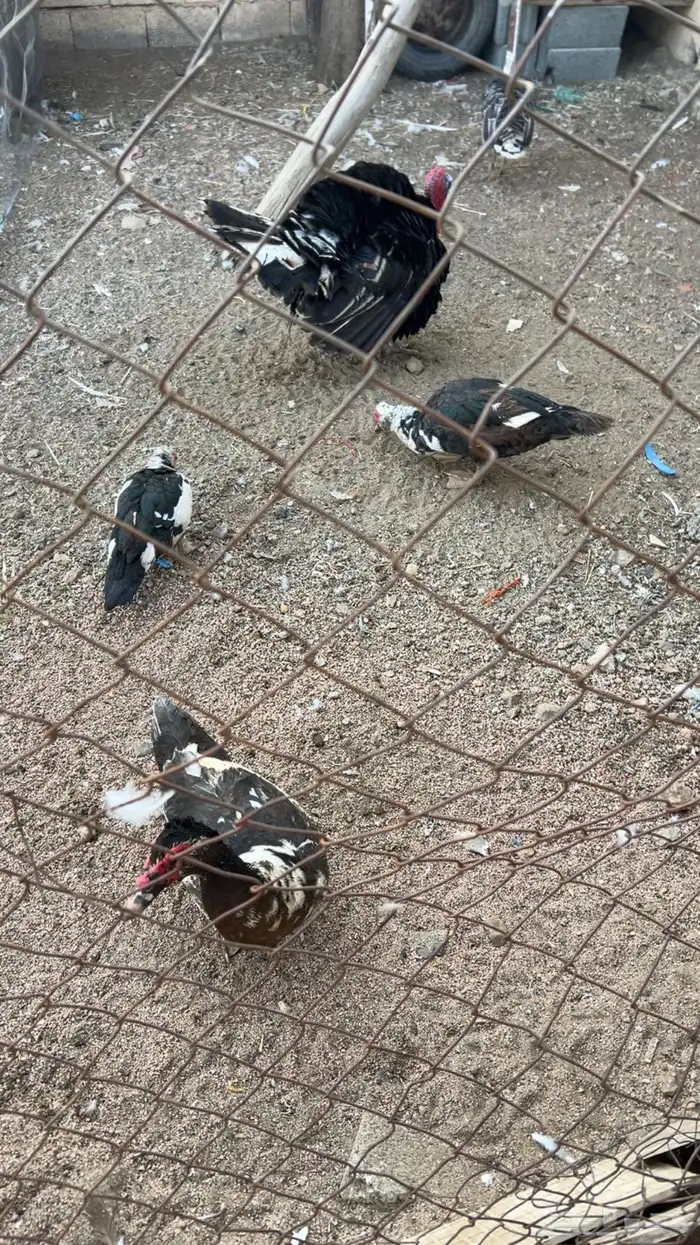 بط لبيع 6