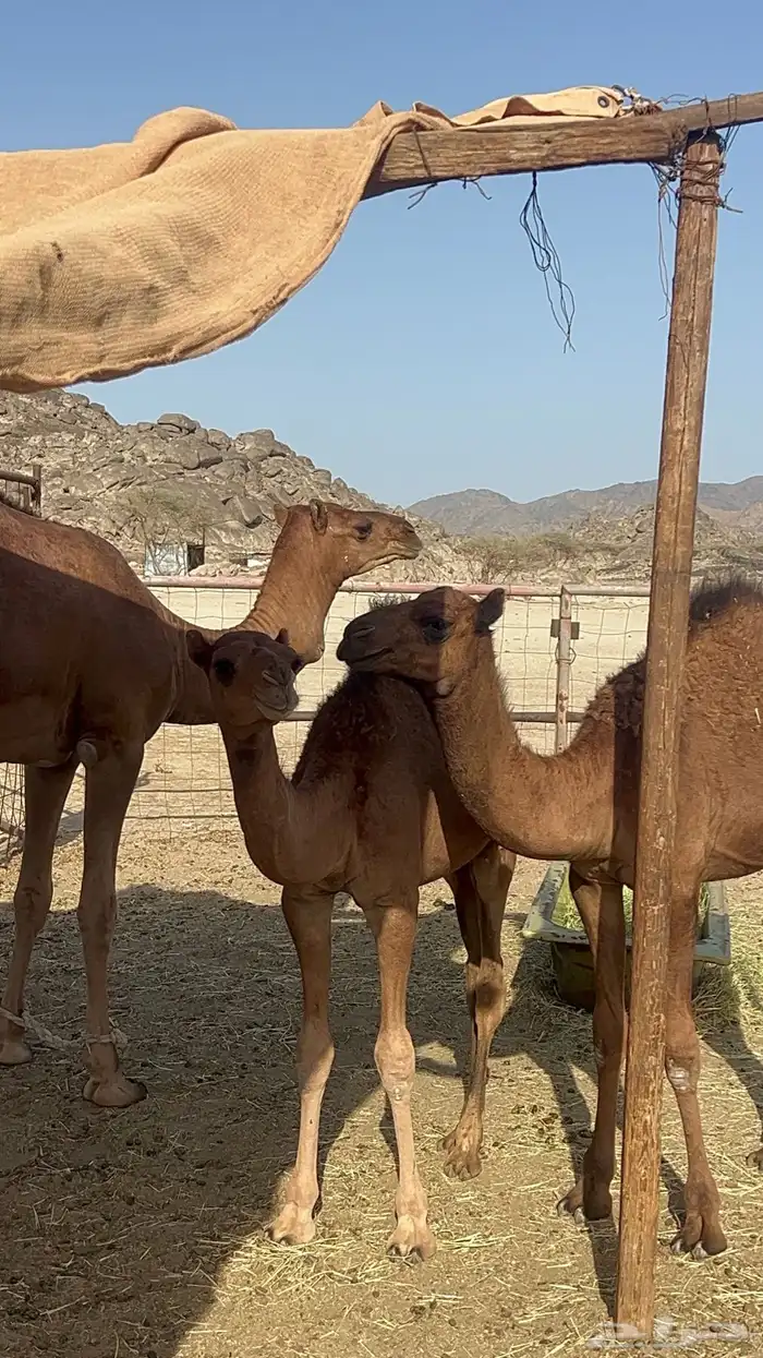 قعدان للبيع 2