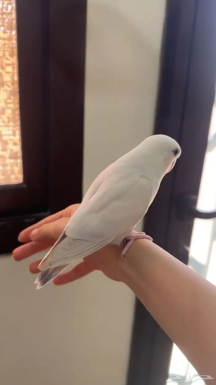طيور روز مفطومه 3