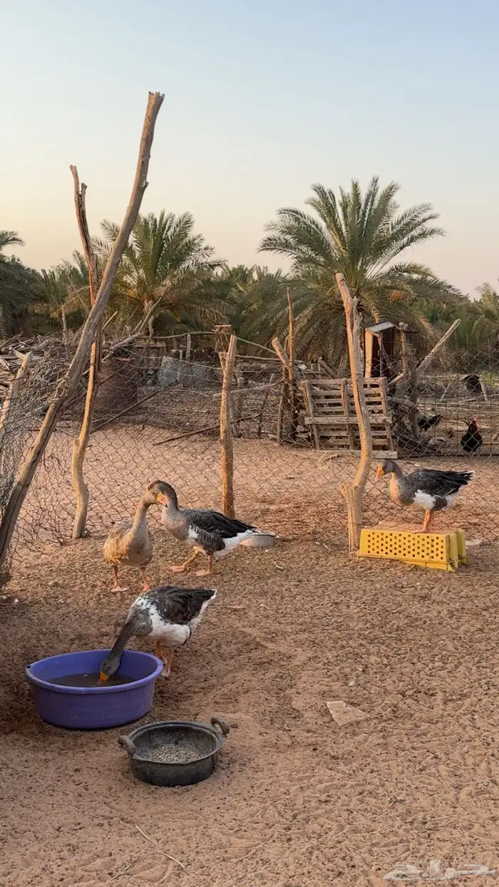 طير وز للبيع 0