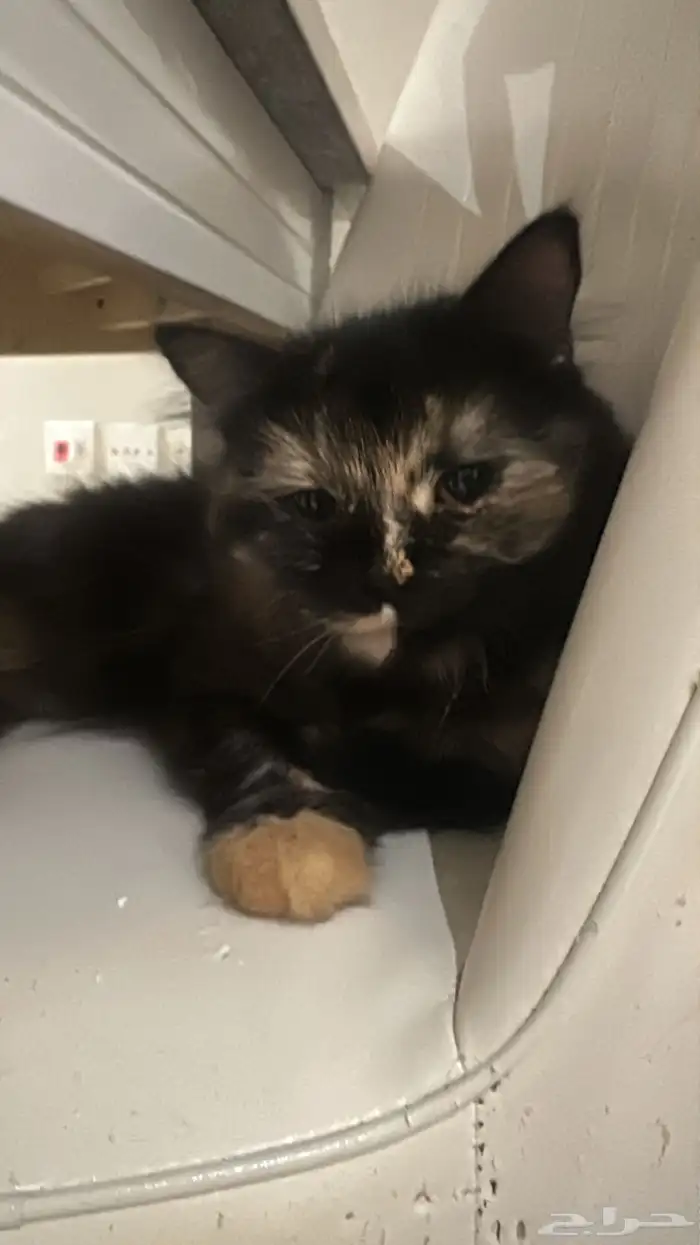 قطط جميله ومتدربه على الانش بوكس ومطيعه 1