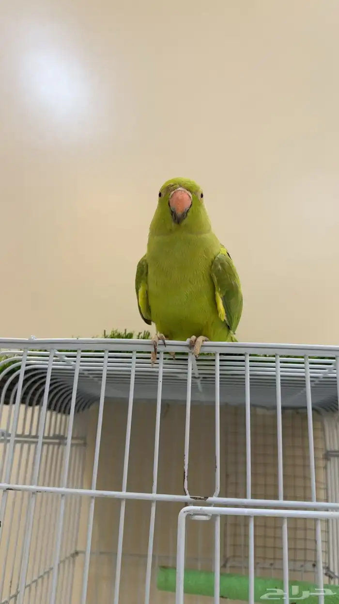 ببغاء دره هندي متكلم ( يوجد تابي وتمارا ) 6
