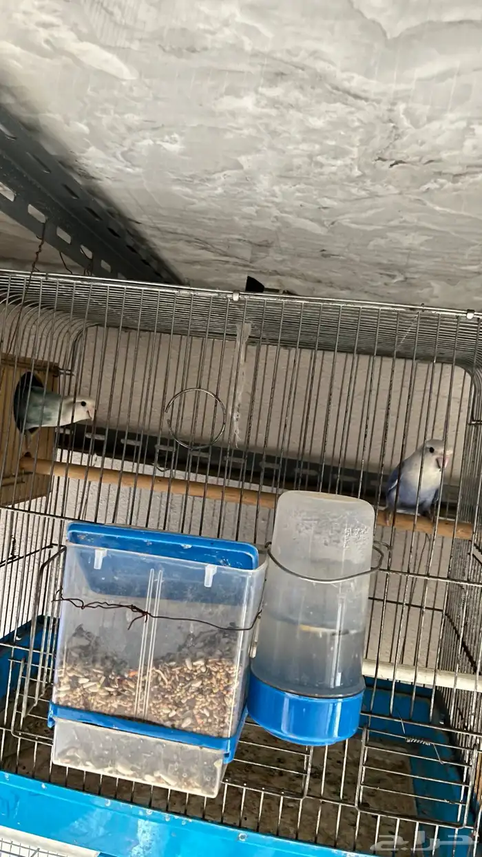 جوز روز محلل تم البيع 2